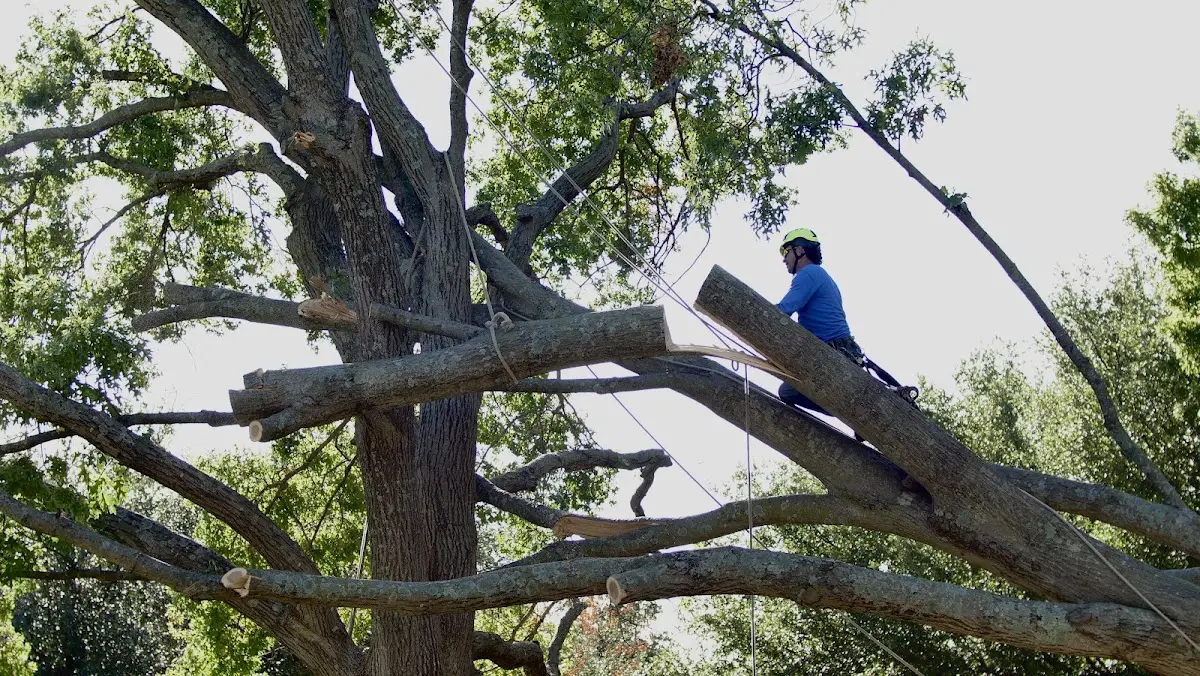 Professional Hazardous Tree Removal performed by certified arborists in Olancha
